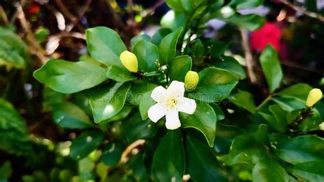 Bunga Kemuning Flower in Bloom Photo Taken in Lampung Indonesia Stock ...