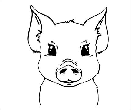 Cute Pig Face Drawing