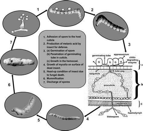 2 Mechanism of action of entomopathogenic fungi | Download Scientific ...