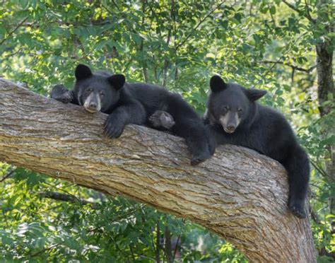 5 Things to Know About Black Bears in the Great Smoky Mountains ...