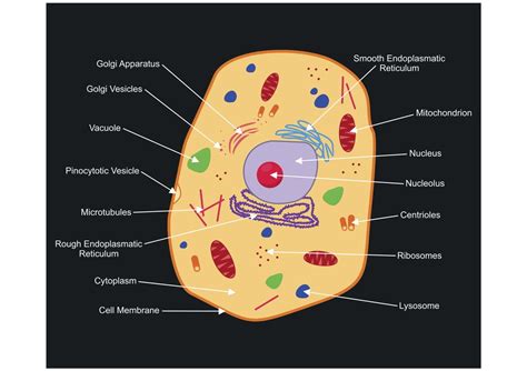 Animal Cells Diagram with Labels Best Of A Labeled Diagram Of the ...