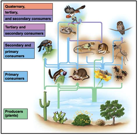 Forest Ecosystem Food Web