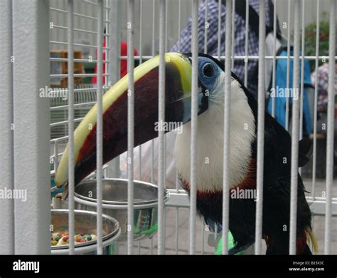 Toucan cage animal cruelty bird market hi-res stock photography and ...