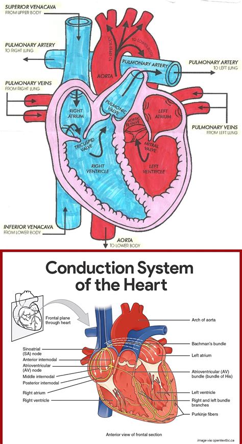 Diagram of Heart Blood Flow for Cardiac Nursing Students - NCLEX Quiz