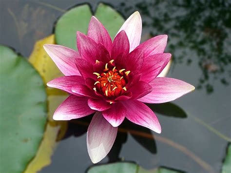 Flower Lotus Water Lily - Free photo on Pixabay | Flowers name in ...