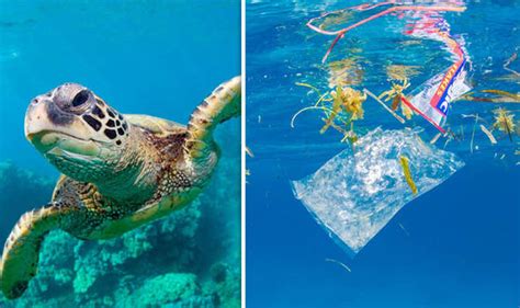 Turtle TRAGEDY as plastic pollution damages wildlife | Nature | News ...