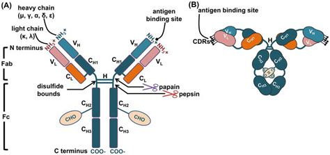 Diagram Of Antigen Receptors On Lymphocytes