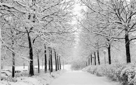 Snow Frost Trees Forest In Snow White Background HD White Background ...