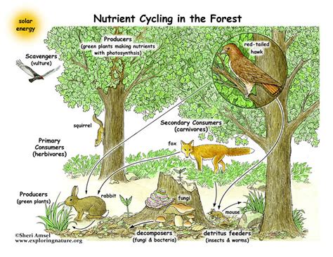 Food Webs - The Nutrient Cycle