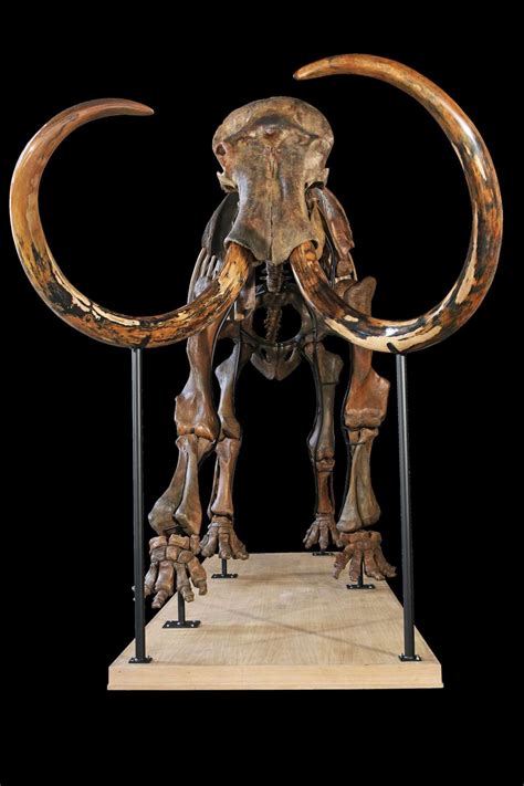 The most important and complete mammoth skeleton for sale on Luxify