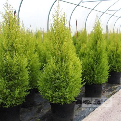 some very pretty green plants in black pots