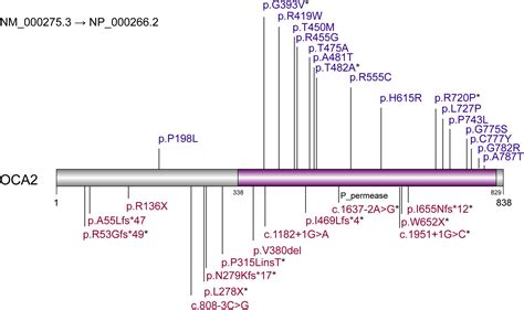 Albinism Chromosome 11