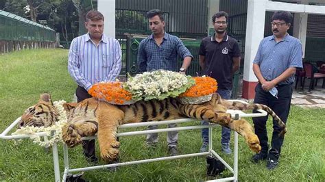 Raja, One Of The India's Oldest Royal Bengal Tigers, Dies At 25