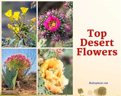 Desert Flowers | Explore 25+ Stunning Arid Flora | Desert Blooms