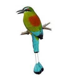 This is s guardabarranco tha national bird of nicaragua | Animals ...