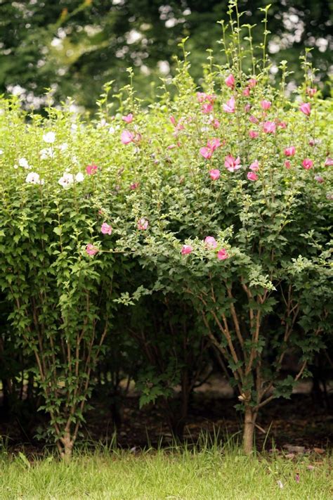 WHEN to Trim Rose of Sharon (Plus Pruning Tips) - The Gardener Info