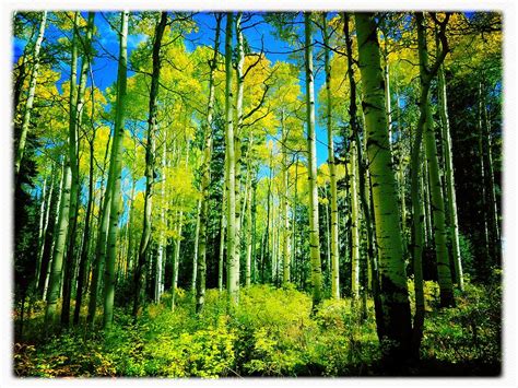 Aspen Grove Photograph by Anne Thurston - Fine Art America