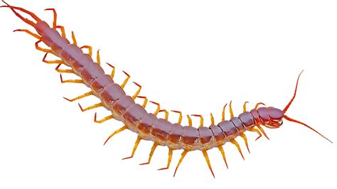 Centipedes - Desert Centipede Transparent Clipart - Large Size Png ...