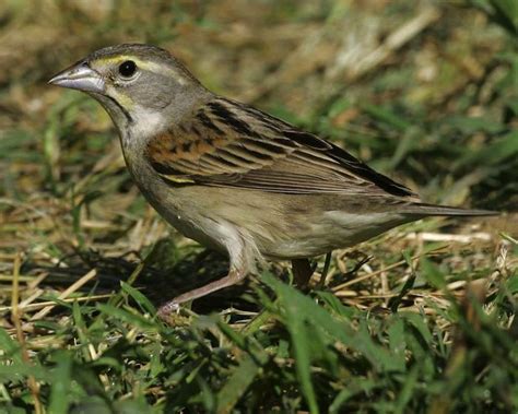 The Irregular Range of Dickcissels - Audubon Guides | Painted bunting ...