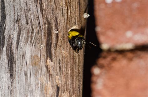 How serious is a carpenter bee sting - Wasp Control Services