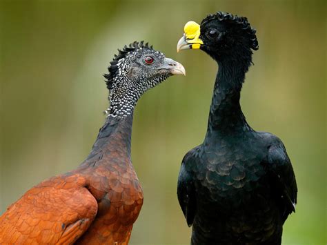 Great Curassow Bird Facts (Crax rubra) | Bird Fact