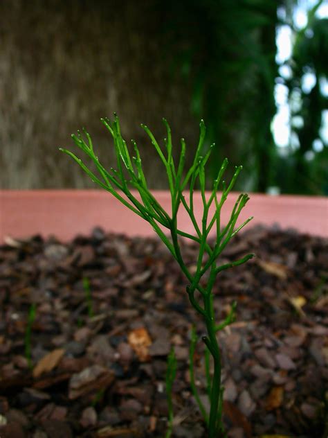 Psilotum nudum (Psilotaceae) image 16833 at PhytoImages.siu.edu