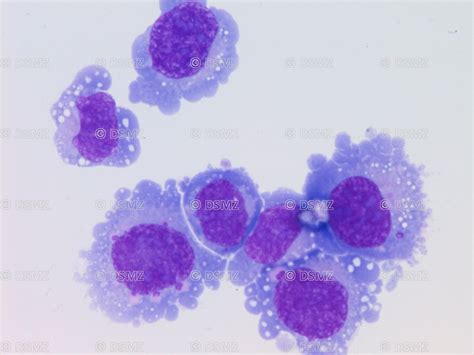 German Collection of Microorganisms and Cell Cultures GmbH: Details