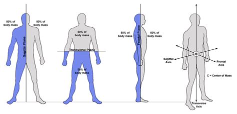 Sagittal Plane Movements