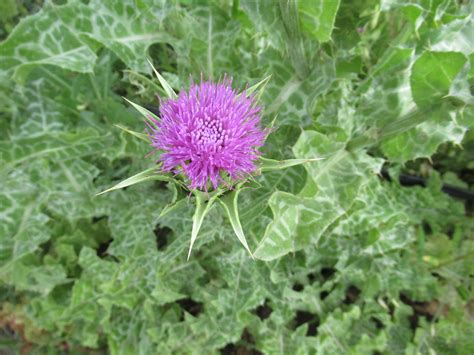 Organic Milk Thistle Seed