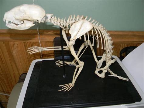 raccoon skeleton | Raccoon, Skeleton, Wishbone chair