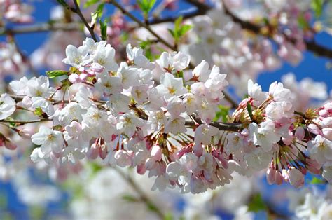 High Park cherry blossoms to reach peak bloom today