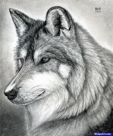 realistic wolf drawing - Clip Art Library