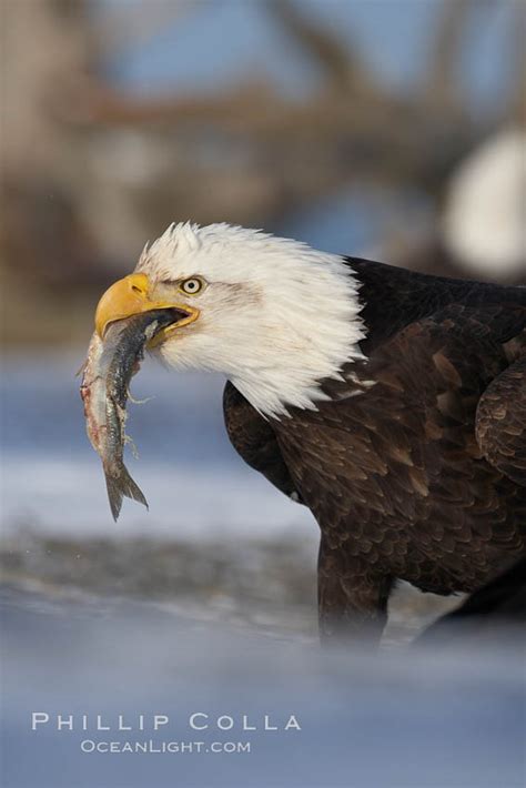 Bald eagle eating a fish, Haliaeetus leucocephalus, Kachemak Bay, Homer ...