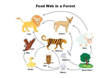 [DIAGRAM] Simple Savanna Food Chain Diagram - MYDIAGRAM.ONLINE