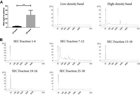 RNA isolation from EV-enriched and lipoprotein-enriched fractions. a ...