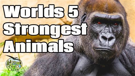 5 Strongest Animals In The World | DinoCreek.com