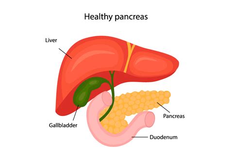 Pancreas Digestive System