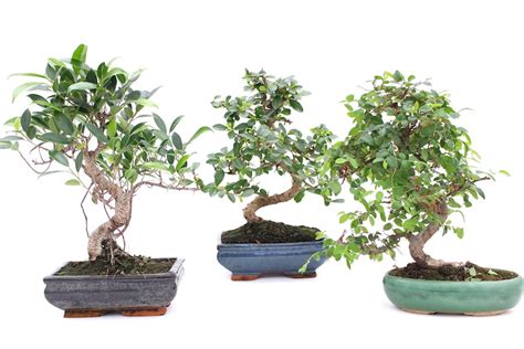 Indoor Bonsai tree care guidelines - Bonsai Empire