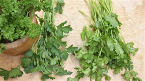 Parsley Vs Cilantro: A Kitchen Guide - Floh's Kitchen