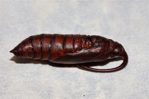 Tomato Hornworm (Five-spotted Hawkmoth): Identification, Life Cycle ...