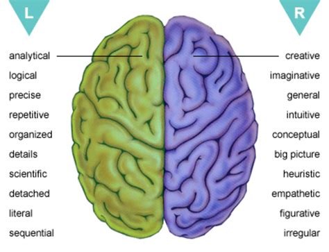 Left vs Right Brain: Which Hemisphere Dominates You? - HubPages