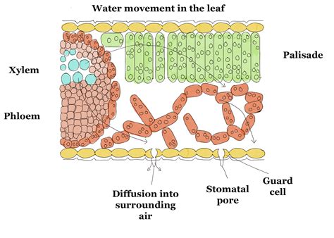 Leaf Cell Structure