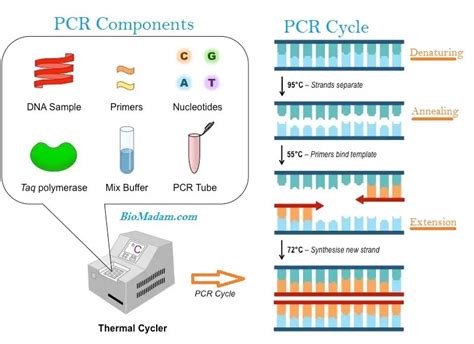 Types of PCR - Common Kinds of Polymerase Chain Reaction - BioMadam