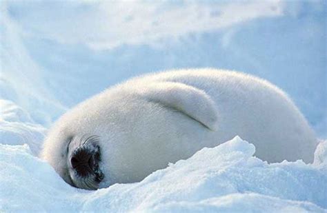 happy smiling Baby Seal (med bilder) | Gulliga djurungar, Sötaste ...