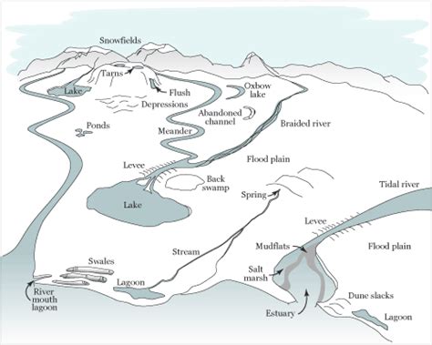 Wetlands and their landforms River Mouth, Family Nature, Salt Marsh ...