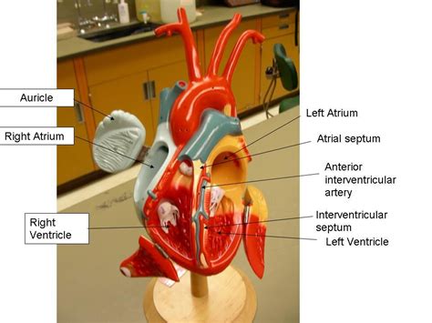 Heart Posterior View Labeled