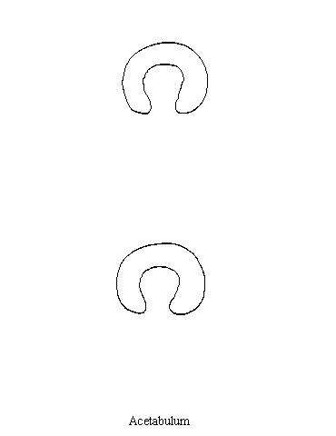 Acetabulum