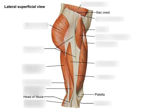 lateral view of hip and thigh muscles Diagram | Quizlet