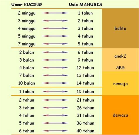 Terbaru 11+ Gambar Kucing Anggora Usia 2 Bulan