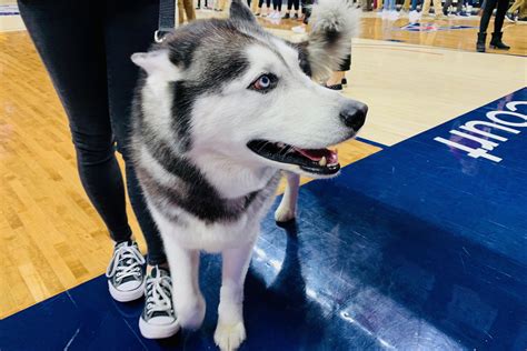 UCONN Mascot Duck Huskies Jonathan Husky Basketball College Sports U of ...